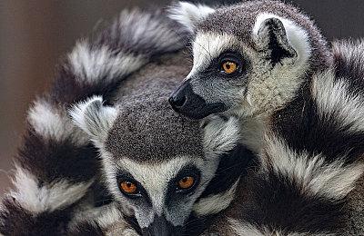 分析师：Xbox Series X|S目前销量超过了1200万台